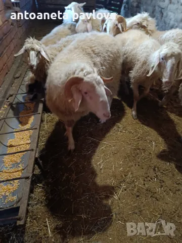 Шилета ,агнета ,кочове 