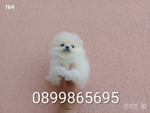 Бели Померани. Реални снимки от 19.04.26 г. , снимка 8 - Померан - 54209106