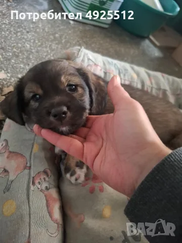 Кученца, на 1 месец, снимка 2 - Померан - 56445785