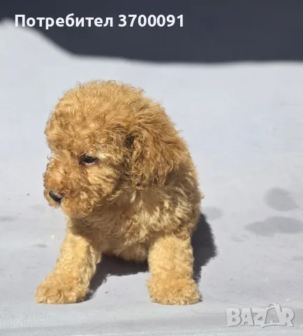 пудел / мини пуделче , снимка 3 - Пудели - 55781121