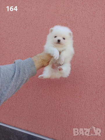 Померан. Мъжки и женски бели Померани. Реални снимки от 05.01.26 г. , снимка 4 - Померан - 53010188