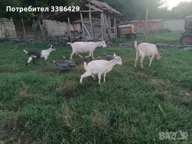Кози с ярета и пръчове , снимка 9 - Кози - 56037005