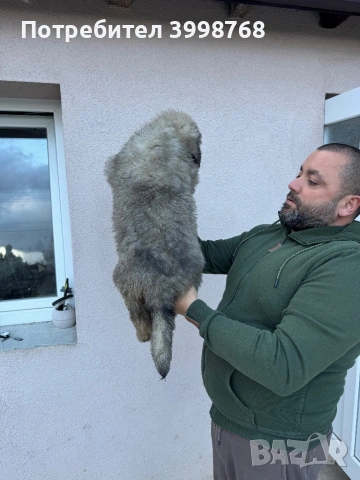 Кавказка овчарка, снимка 4 - Кавказка овчарка - 53921804