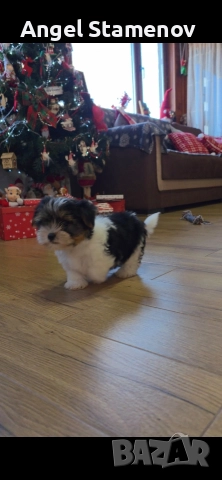 Йорки бивер териер,две момченца!, снимка 17 - Йоркширски териер - 52850201