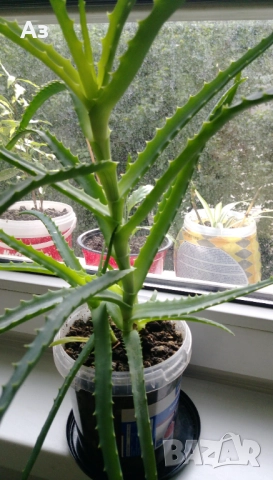 продавам цветя Алое лечебно, снимка 9 - Стайни растения - 52135889