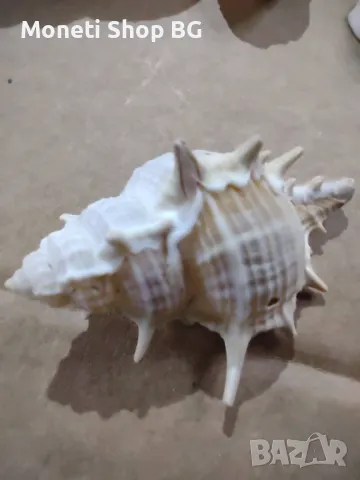 Океански дарове, снимка 5 - Други ценни предмети - 48934626