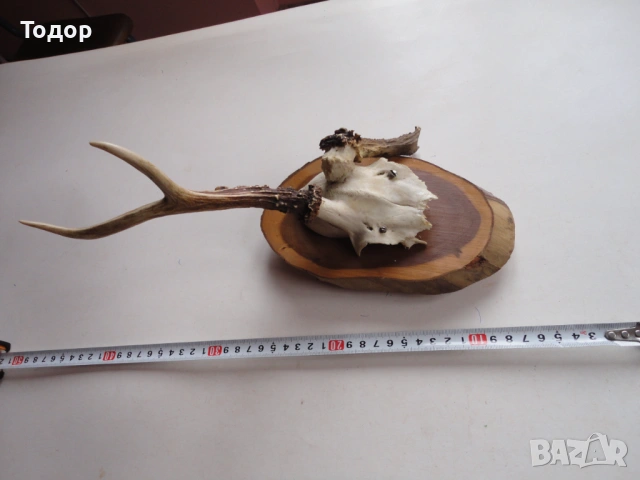 Ловен трофей рог рога 12