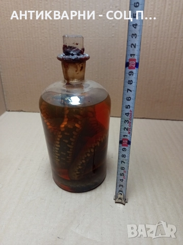 Стари Образователни Препарирани Змий В Стъклено Шише. , снимка 10 - Антикварни и старинни предмети - 52930650