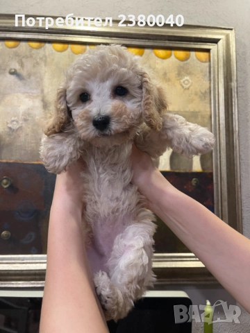 Мини пудели, женски, снимка 5 - Пудели - 53940833