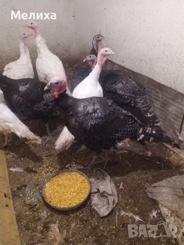 пуйки, снимка 3 - Кокошки и пуйки - 52477085