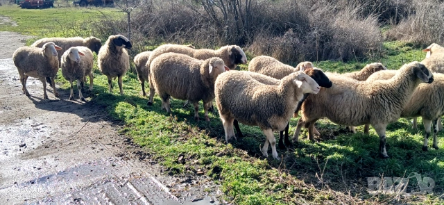 Свободни Овце и Кочове!, снимка 3 - Овце - 53300190