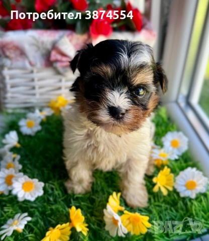 Бивер мини момиче, снимка 2 - Йоркширски териер - 54306131