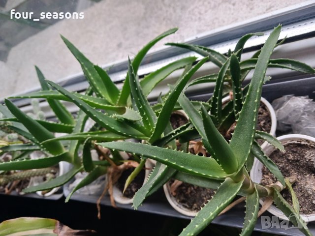 кактуси сукуленти, снимка 5 - Градински цветя и растения - 44470790