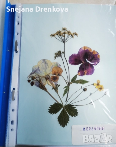 Систематичен хербарий