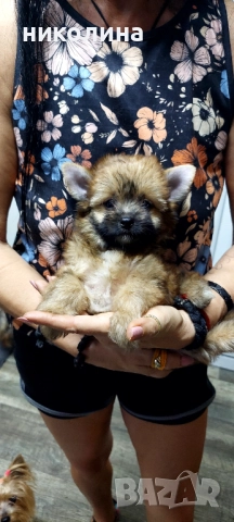 Продавам Йоркширски териер 