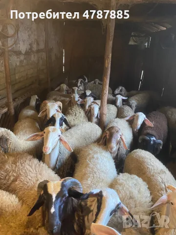 Продавам агнета, снимка 2 - Овце - 56378944