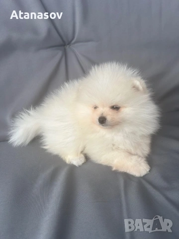 Померан Померанчета