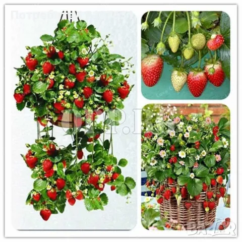  КАСИС , БОРОВИНКА , МАЛИНИ , ЯГОДИ каскадни и увивни , снимка 7 - Разсади - 49568886