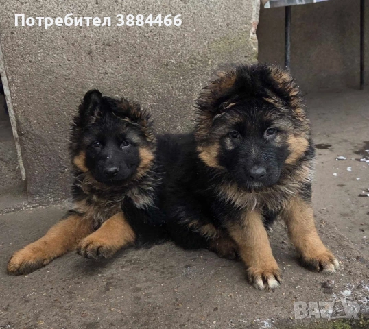 немска овчарка женска, снимка 2 - Немска овчарка - 53192385