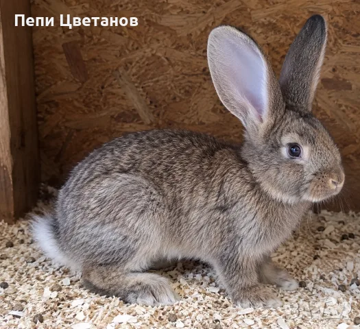 Зайци Заек Зайчета, снимка 2 - Декоративни зайчета - 56107834