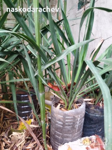 Вкоренени растения студоустойчива Юка на 1-3 год., снимка 10 - Градински цветя и растения - 38750889