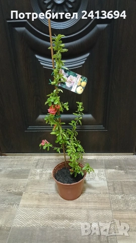 японска дюля "Cameo", снимка 2 - Градински цветя и растения - 54323343