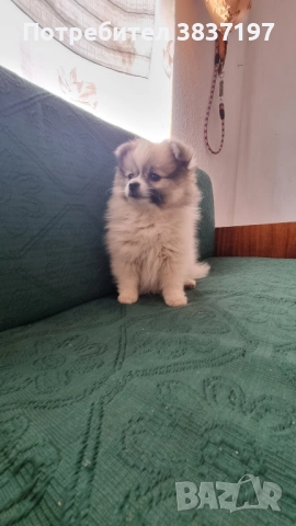 мини шпиц , снимка 2 - Померан - 52128128