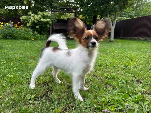 папион мъжки и женски кученца, снимка 3 - Други - 42073445