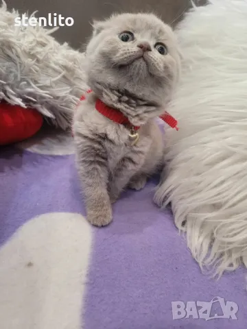 Шотландски клепоухи бебета , снимка 16 - Британска късокосместа - 23804712