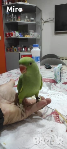 Ръчно хранени  Малък Александър!!! , снимка 1