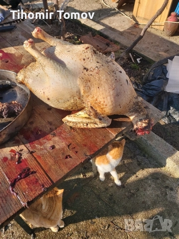 Продавам домашно гледани пуйки пуяци петли кокошки , снимка 9 - Кокошки и пуйки - 52299775