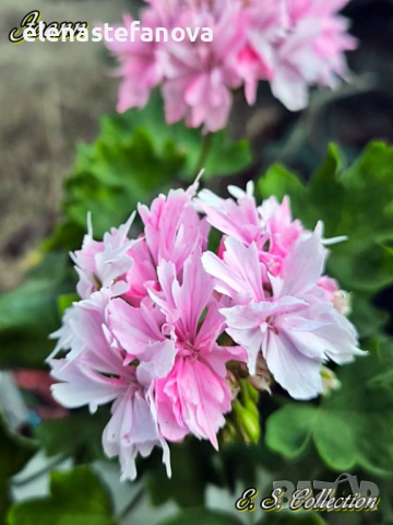 Три големи сортови мушката, растения-майки