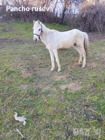 продава се мъжки кон 