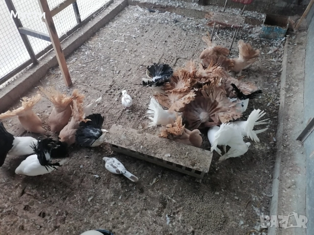 гълъби фенерлий. 