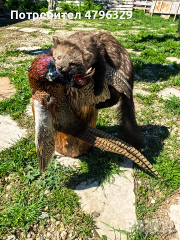 Препарирани животни, снимка 2 - Други - 54241701