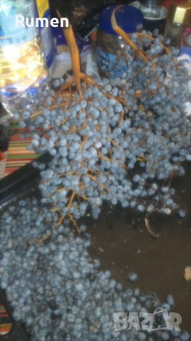 Продавам семена от студоустоичиви палми - 5 вида, снимка 7 - Разсади - 38409108