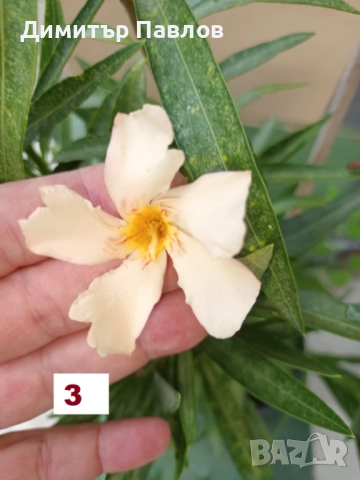 Зокуми,Олеандри,Лян, снимка 5 - Градински цветя и растения - 51546447