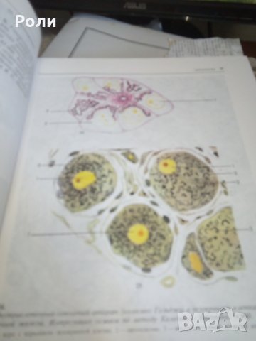 Атлас по ГИСТОЛОГИИ и ЕМБРИОЛОГИИ от И.В.Алмазов, Л.С.Сутулов, снимка 7 - Специализирана литература - 29403540