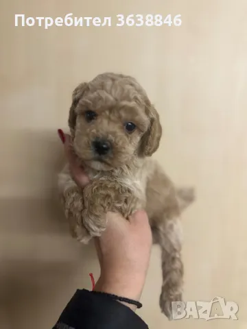 малтипу, снимка 2 - Пудели - 48716696