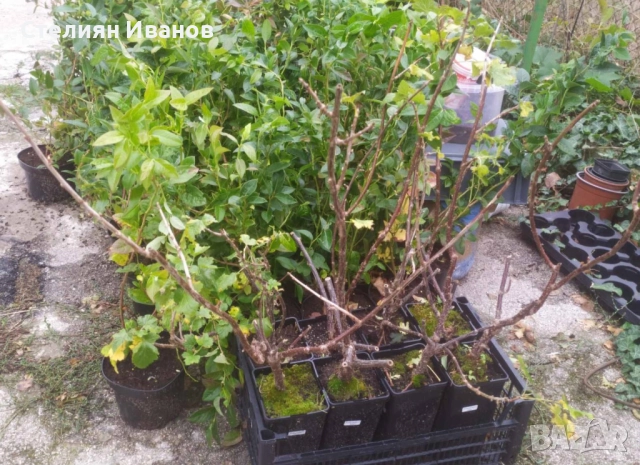 Йоща, йоста, jostaberry (Ribes × nidigrolaria), снимка 5 - Градински цветя и растения - 52354302