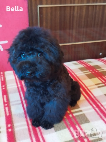 Мини пудел , снимка 2 - Пудели - 53132342