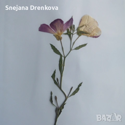 Систематичен хербарий, снимка 9 - Ученически пособия, канцеларски материали - 53371016