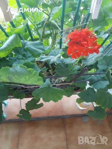 Мушкато,големи,отгледани ОСТАНАЛИ 9бр.ДОГОВАРЯНЕ., снимка 15 - Стайни растения - 51304792