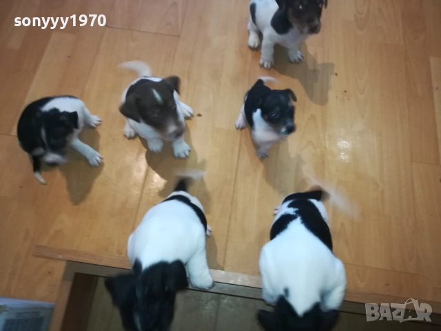 бебета-ДЖАК РЪСЕЛ 40 ДЕНА 3009252022, снимка 14 - Джак ръсел териер - 51895952