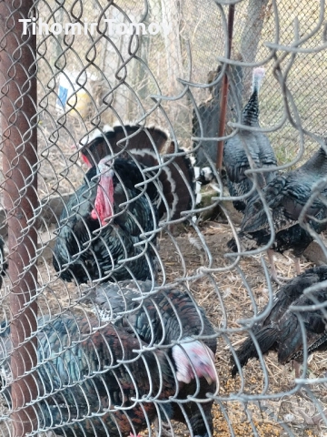 Продавам домашно гледани пуйки пуяци петли кокошки , снимка 7 - Кокошки и пуйки - 52299775