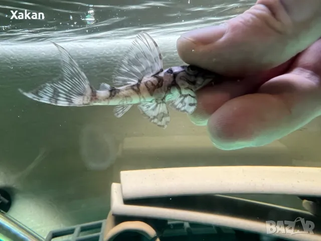 L 236 SW и SY 6.5-7см, снимка 7 - Рибки - 50275511