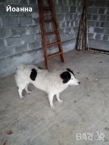 Чистокръвна каракачанка, снимка 2 - Каракачанска овчарка - 52457890