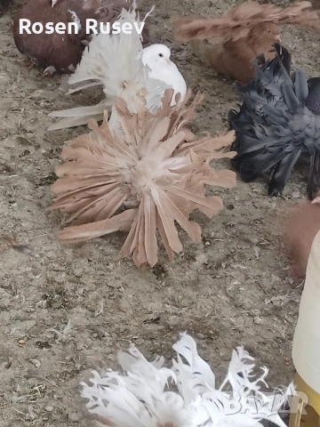 Свободни гълъби 100 бр.Пощи Ардезио гълъби на въртене , снимка 6 - Гълъби - 52429670
