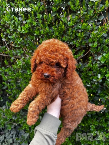 Мини Пудел Момче и Момиче  / Mini Poodle, снимка 2 - Пудели - 53305362