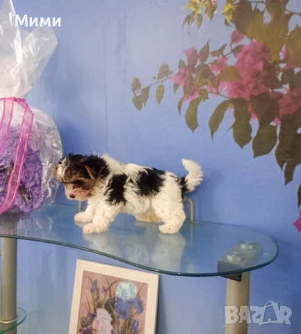 Бивър йоркширски териер 